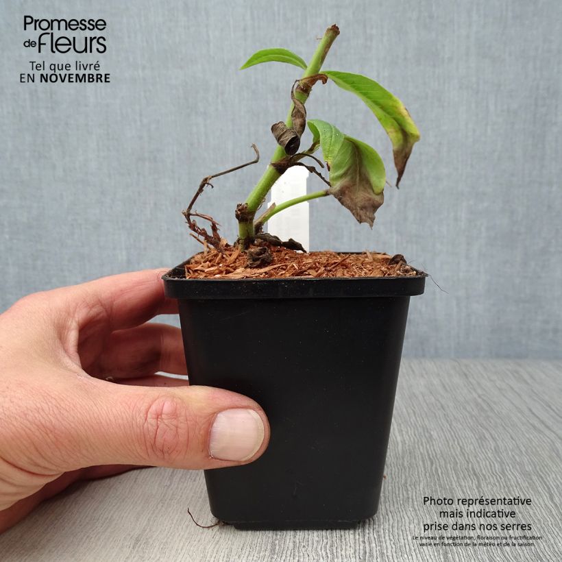 Ejemplar de Persicaria polymorpha Maceta de 8/9 cm entregado en otoño