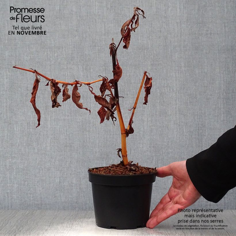 Ejemplar de Persicaria polymorpha Maceta 2L/3L entregado en otoño