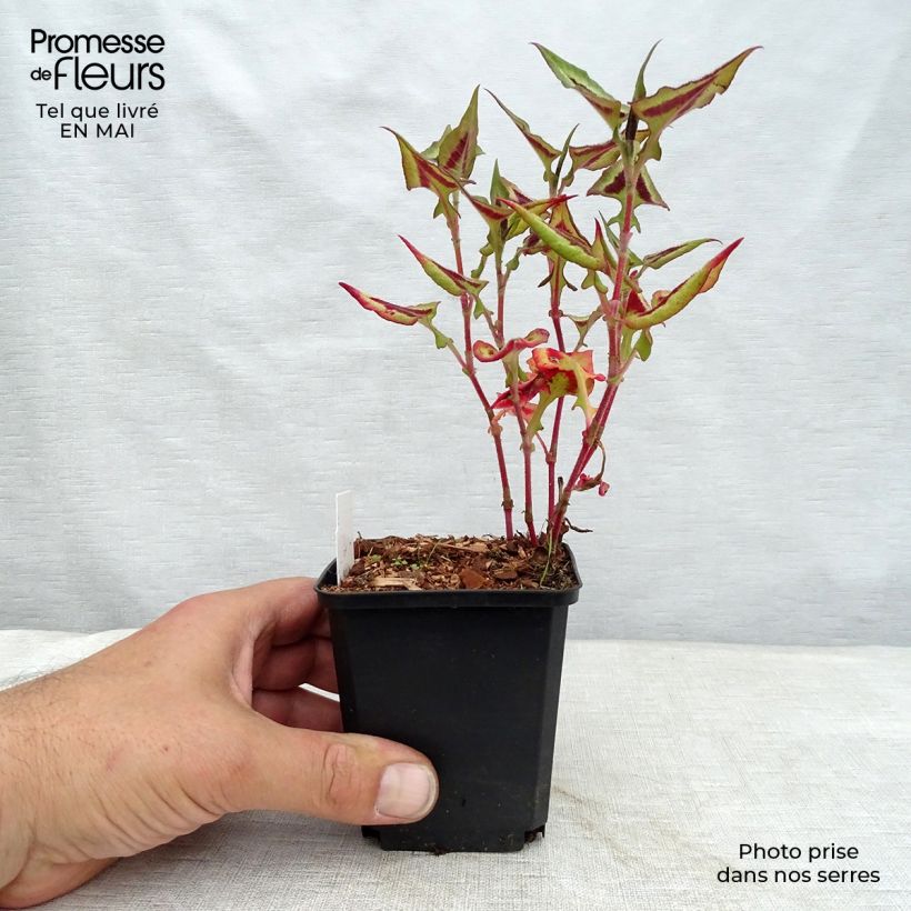 Persicaria runcinata Purple Fantasy Maceta de 8/9 cm Ejemplar entregado en la primavera
