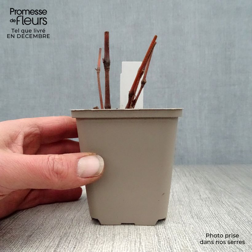 Persicaria virginiana Painter s Palette Maceta de 8/9 cm Ejemplar entregado en invierno