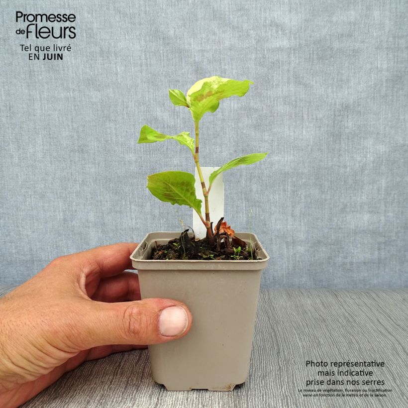 Ejemplar de Persicaria virginiana Painter s Palette Maceta de 8/9 cm entregado en verano
