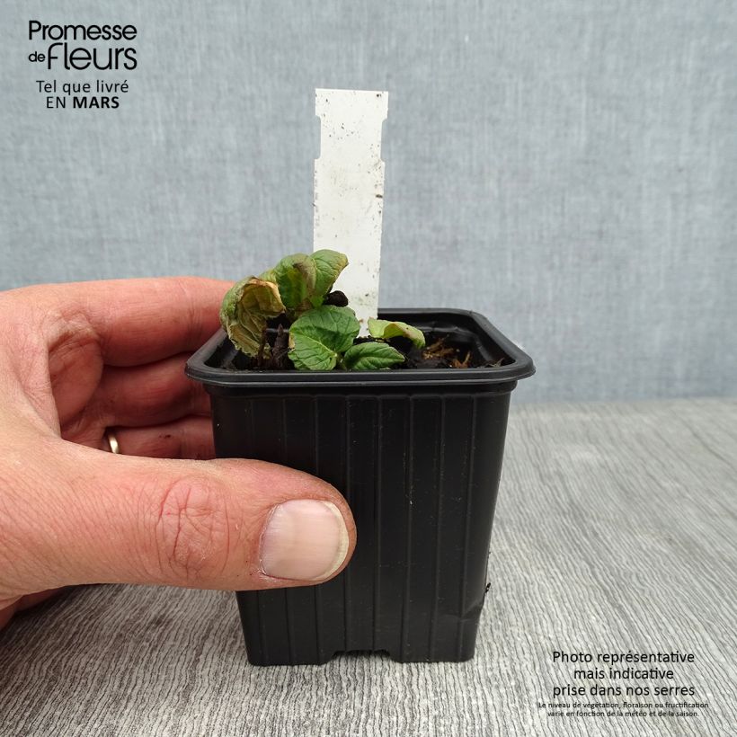 Persicaria weyrichii Maceta de 8/9 cm Ejemplar entregado en invierno