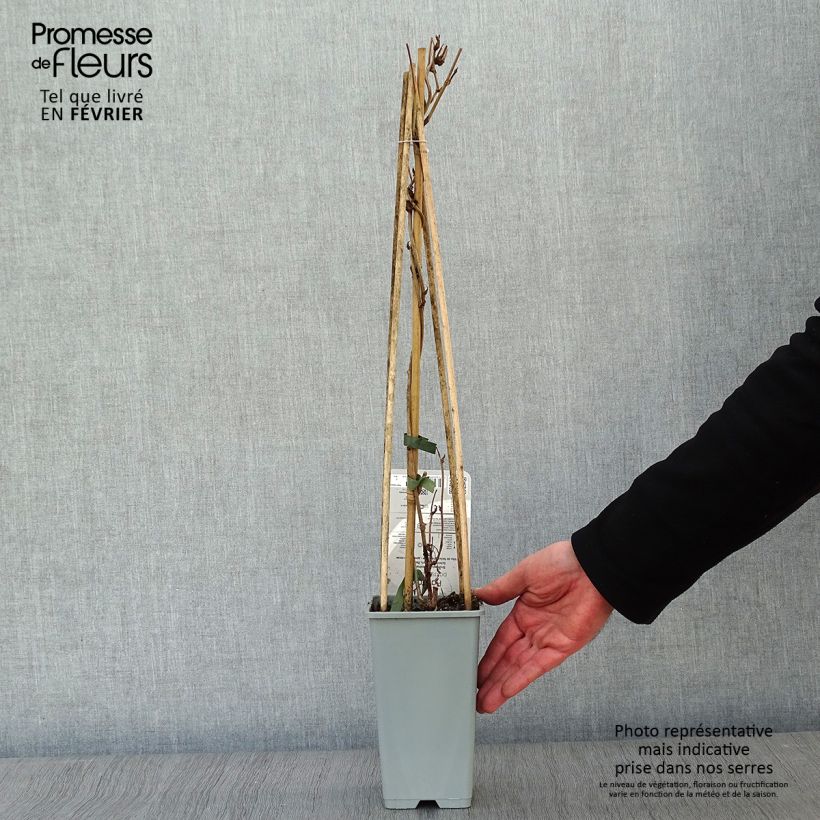 Fallopia aubertii - Polígono Maceta 2L/3L Ejemplar entregado en invierno