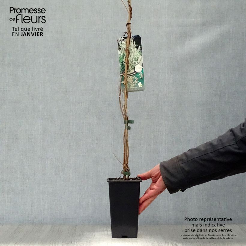 Fallopia aubertii - Polígono Maceta 1,5L/2L Ejemplar entregado en invierno