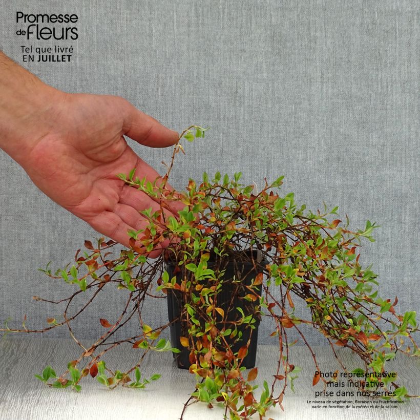 Ejemplar de Persicaria vacciniifolia Maceta de 8/9 cm entregado en verano