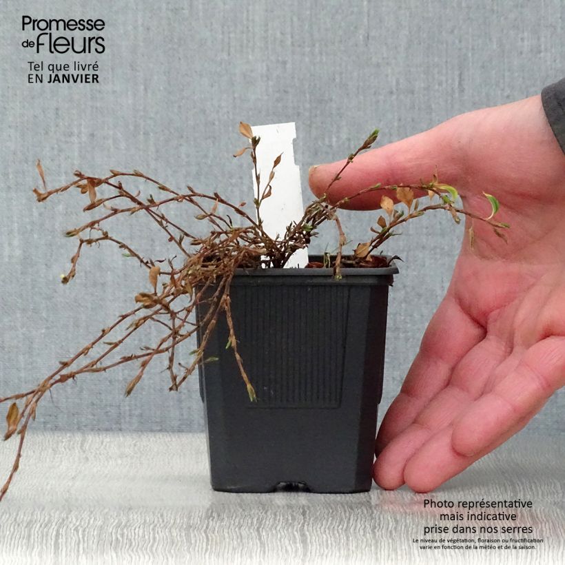 Persicaria vacciniifolia Maceta de 8/9 cm Ejemplar entregado en invierno