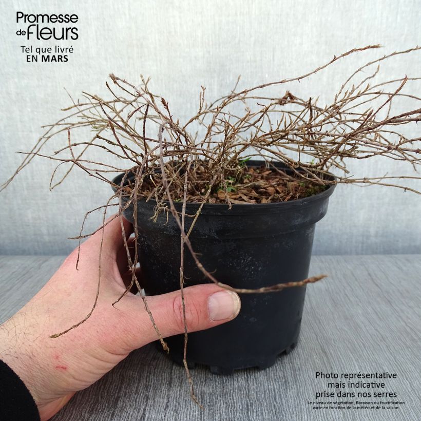 Persicaria vacciniifolia Maceta 2L/3L Ejemplar entregado en invierno