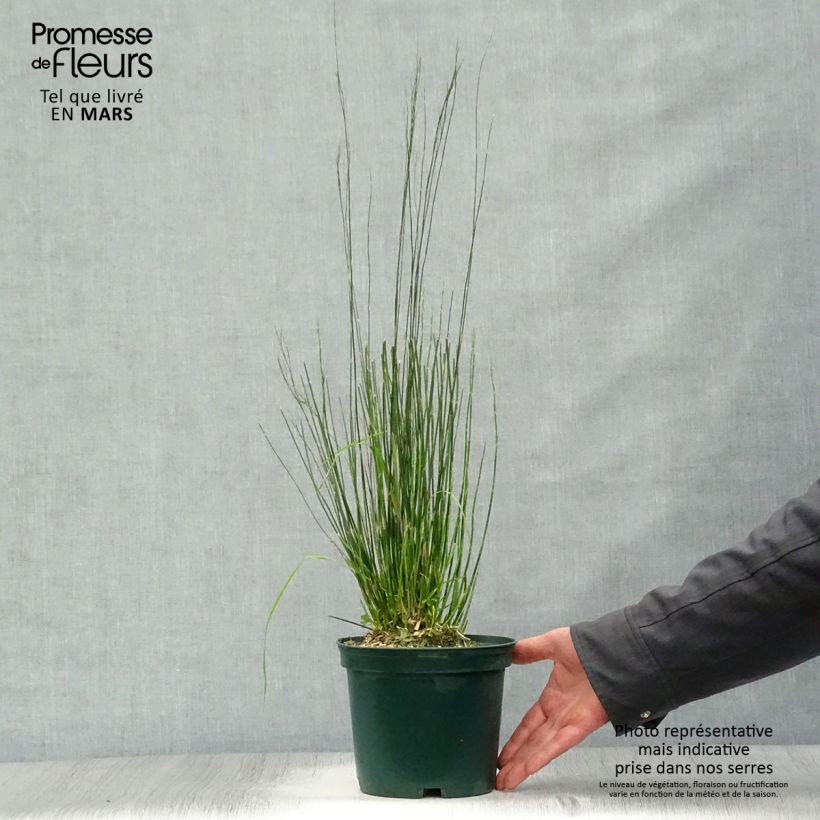 Restio tetraphyllus Maceta 2L/3L Ejemplar entregado en la primavera