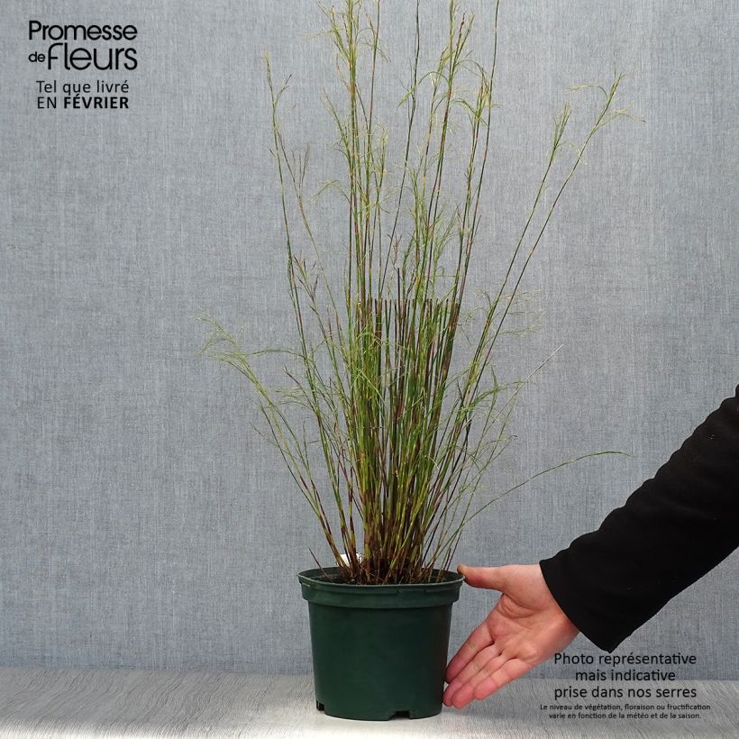 Restio tetraphyllus Maceta 2L/3L Ejemplar entregado en invierno