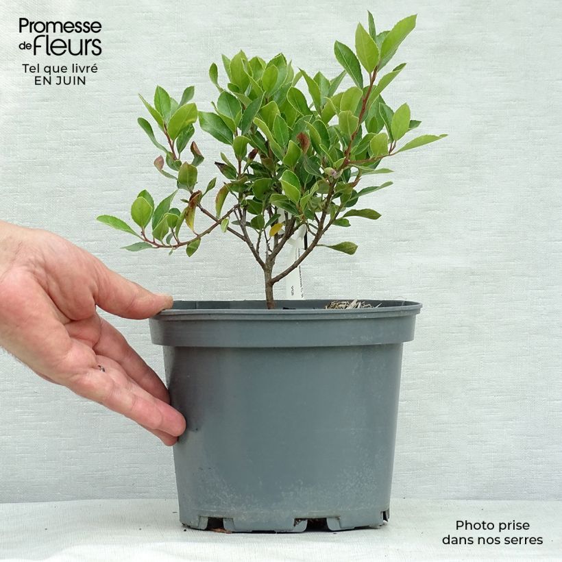 Ejemplar de Rhamnus alaternus - Aladierno Maceta 2L/3L entregado en verano