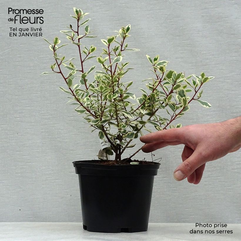 Rhamnus alaternus Argenteovariegata - Aladierno Maceta 2L/3L Ejemplar entregado en invierno