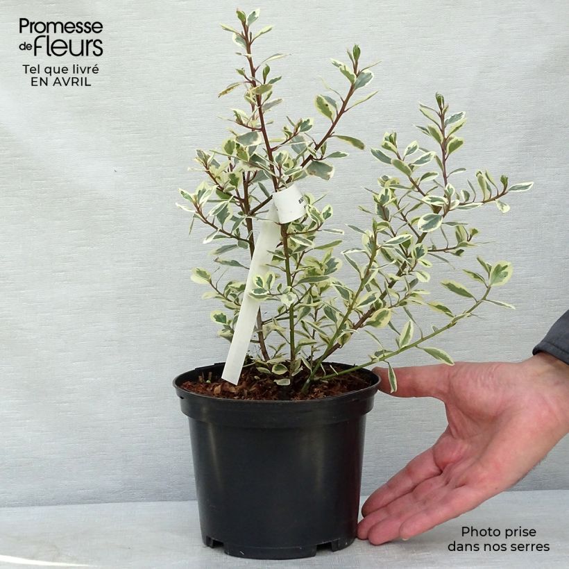 Rhamnus alaternus Argenteovariegata - Aladierno Maceta 2L/3L Ejemplar entregado en la primavera