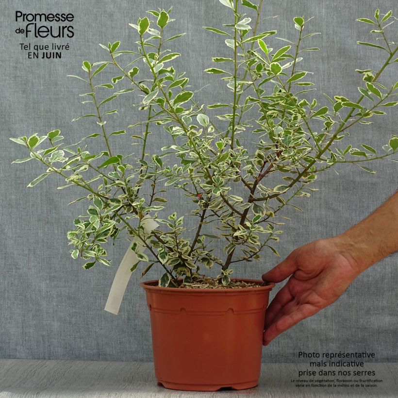 Ejemplar de Rhamnus alaternus Argenteovariegata - Aladierno Maceta 2L/3L entregado en verano