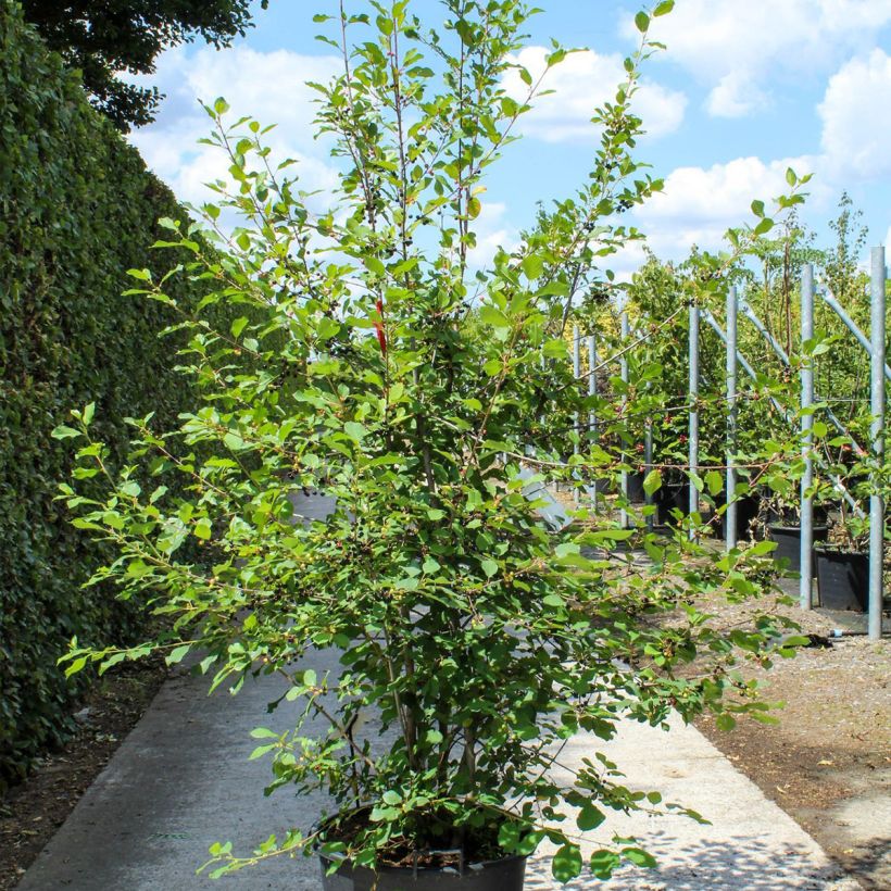Rhamnus frangula - Arraclán Maceta 70L/75L Ejemplar entregado en la primavera