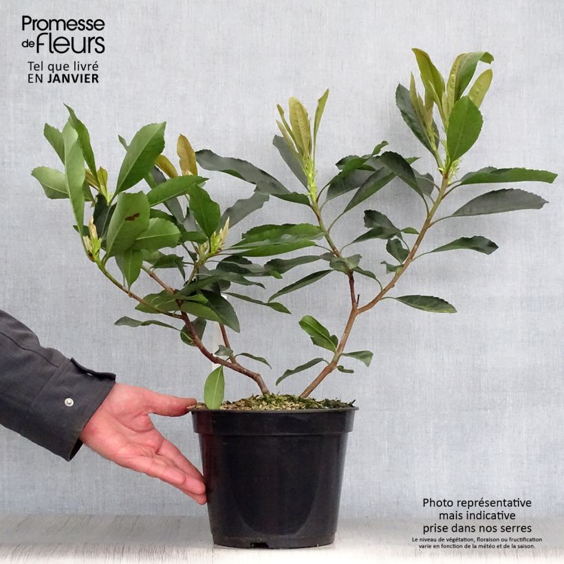 Rhaphiobotrya Coppertone - néflier hybride Pot de 3L/4L Ejemplar entregado en invierno