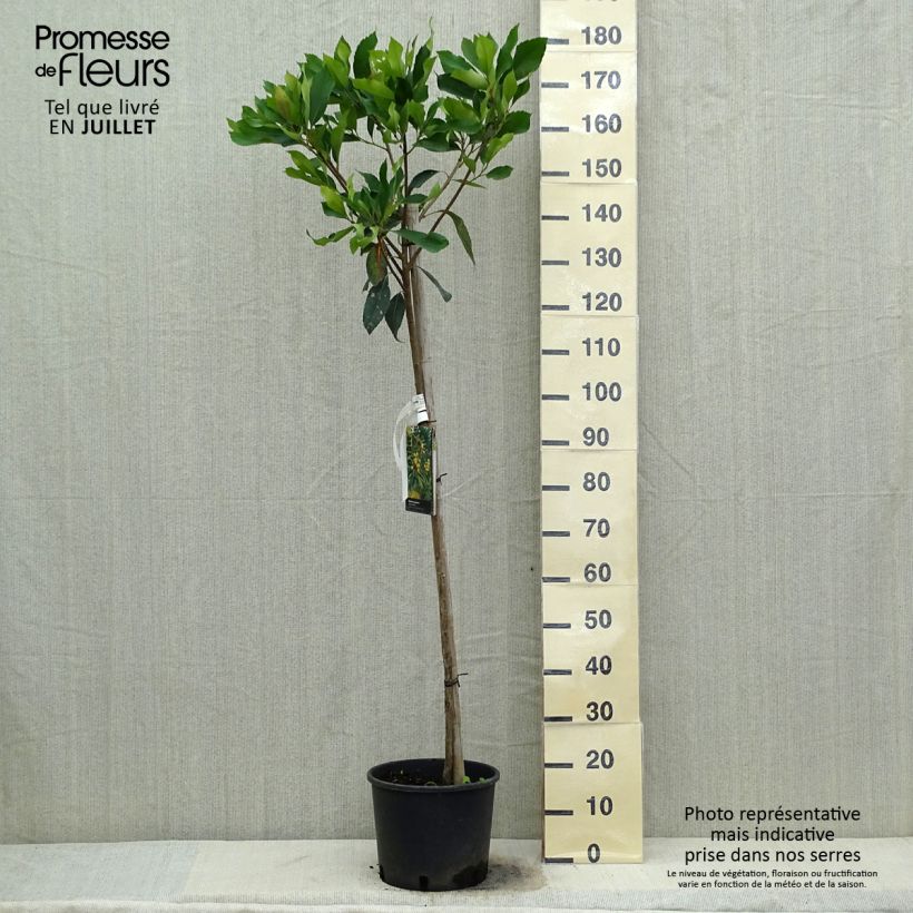Ejemplar de Rhaphiobotrya Coppertone - néflier hybride Pot de 10L tige entregado en verano