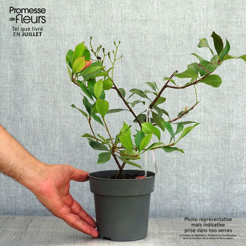 Ejemplar de Rhaphiolepis indica Pink Cloud Maceta 1,5L/2L entregado en verano