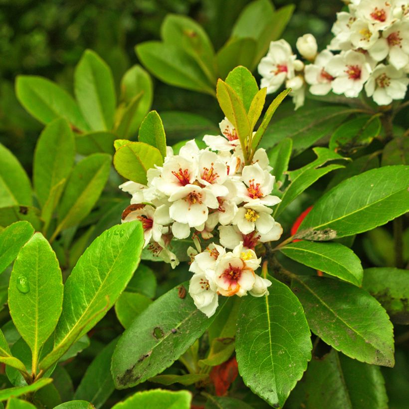 Rhaphiolepis umbellata Minor (Floración)
