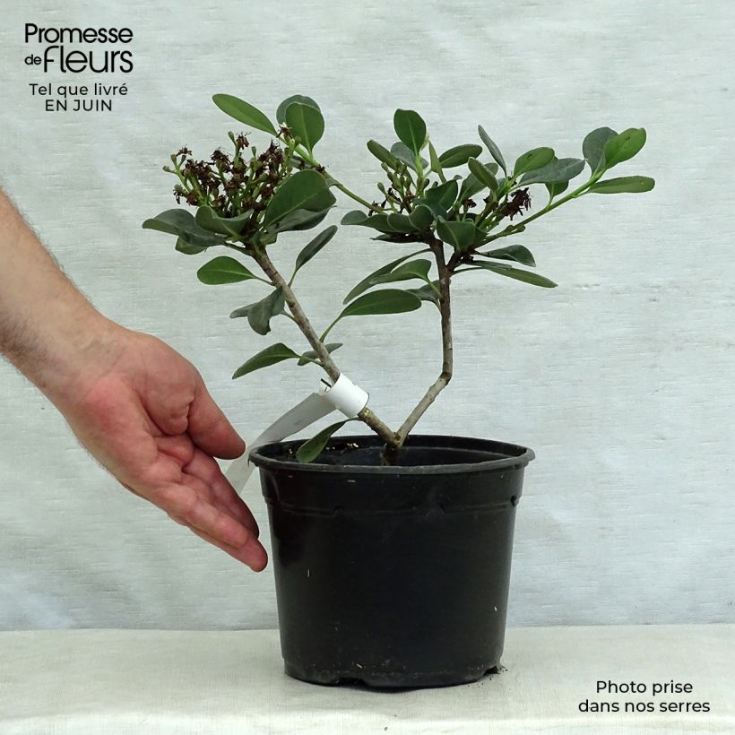 Ejemplar de Rhaphiolepis umbellata Ovata Maceta 2L/3L entregado en verano