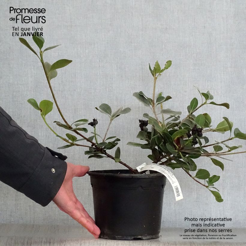 Rhaphiolepis umbellata Ovata Maceta 2L/3L Ejemplar entregado en invierno