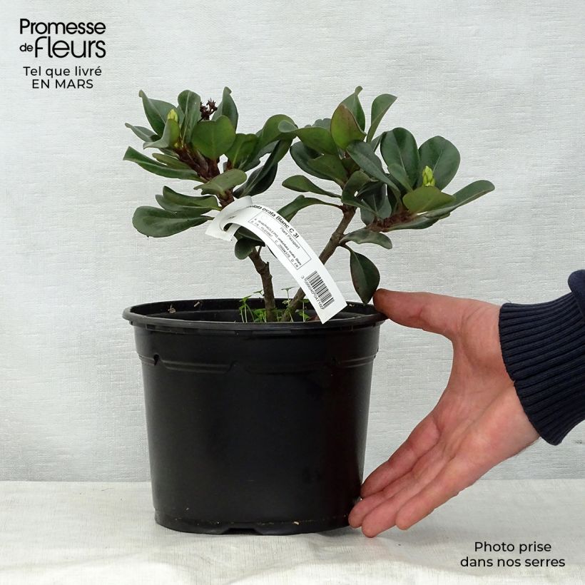 Rhaphiolepis umbellata Ovata Maceta 2L/3L Ejemplar entregado en la primavera