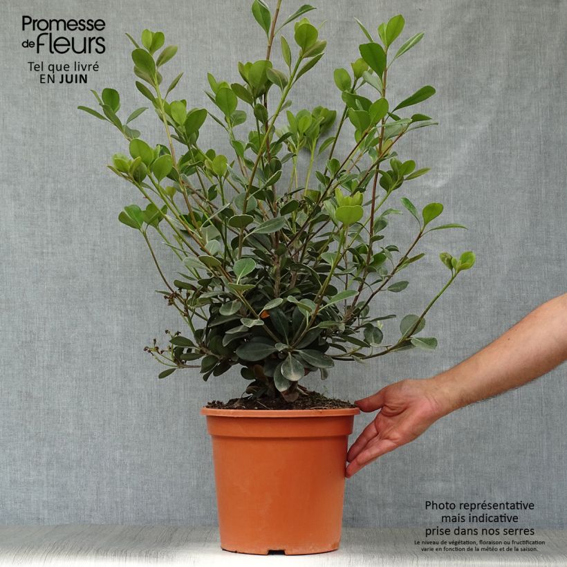 Ejemplar de Rhaphiolepis umbellata Ovata Maceta 7,5L/10L entregado en verano