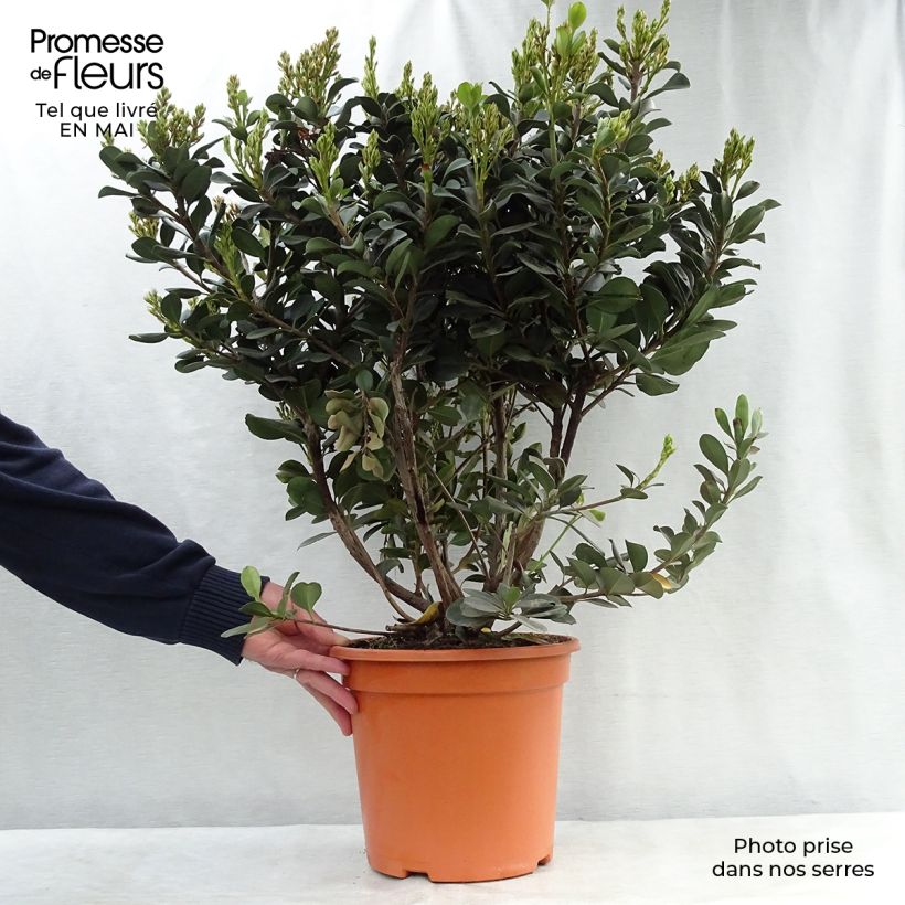 Rhaphiolepis umbellata Ovata Maceta 7,5L/10L Ejemplar entregado en la primavera