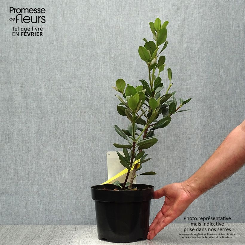 Ejemplar de Rhaphiolepis umbellata Maceta 3L/4L entregado en otoño
