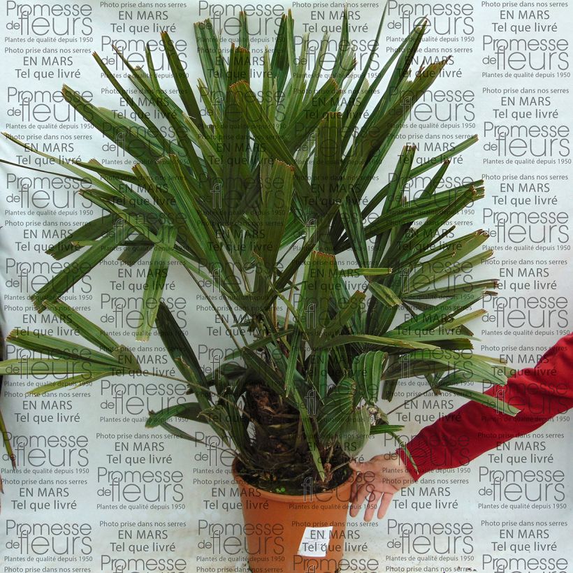 Ejemplo de ejemplar de Rhapidophyllum hystrix Maceta 7,5L/10L tal y como se entrega