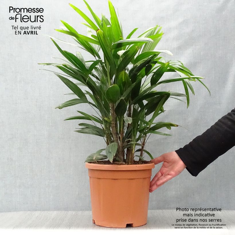 Rhapis excelsa - Rapis Maceta 7,5L/10L Ejemplar entregado en la primavera