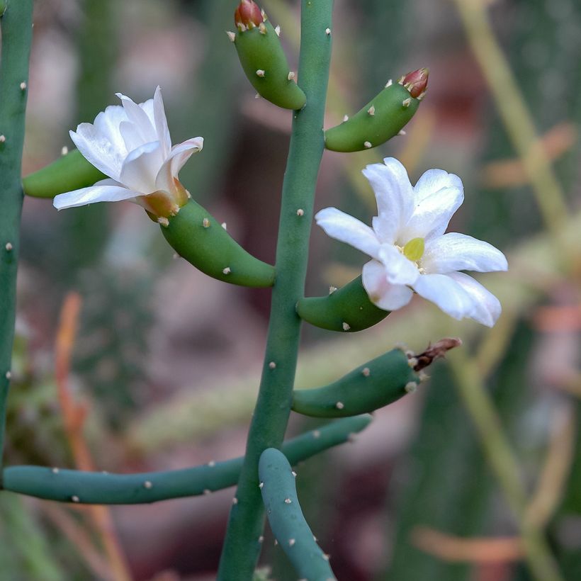 Rhipsalis baccifera - Cactus-jonc fructifère (Floración)