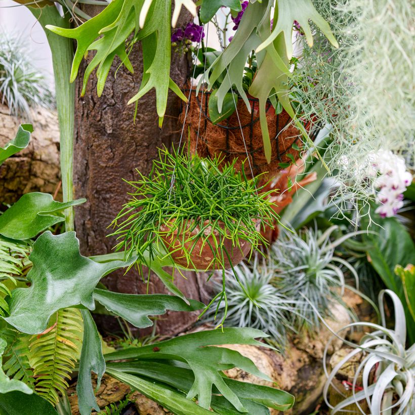 Rhipsalis baccifera - Cactus-jonc fructifère (Porte)