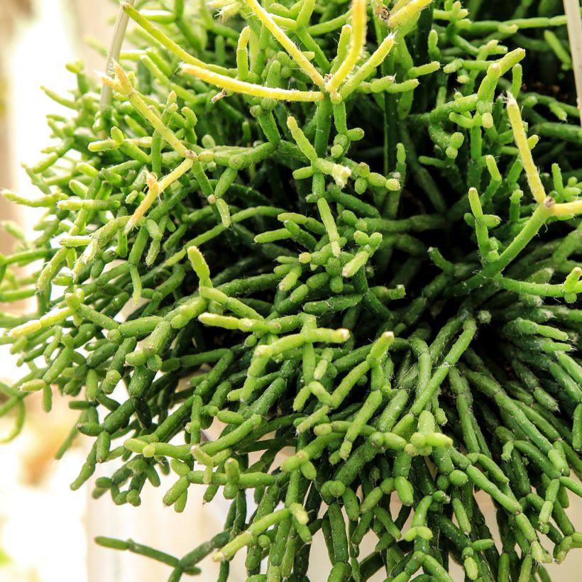 Rhipsalis cereuscula - Cactus corail (Follaje)