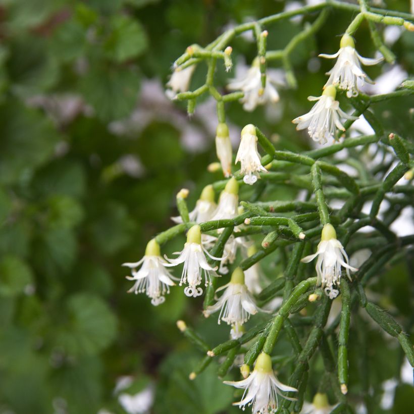 Rhipsalis cereuscula - Cactus corail (Floración)
