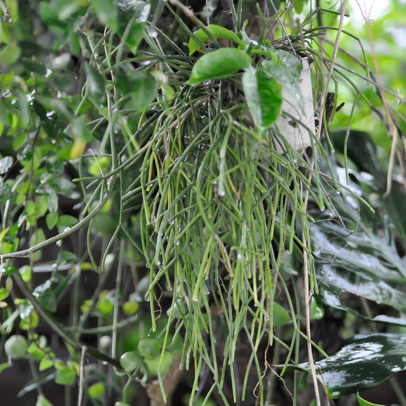 Rhipsalis cereuscula - Cactus corail (Porte)