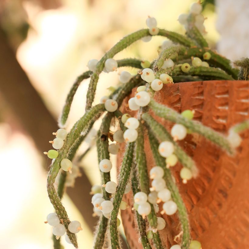 Rhipsalis horrida - Cactus-gui (Cosecha)
