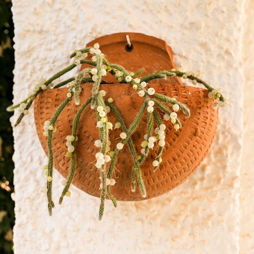 Rhipsalis horrida - Cactus-gui (Porte)