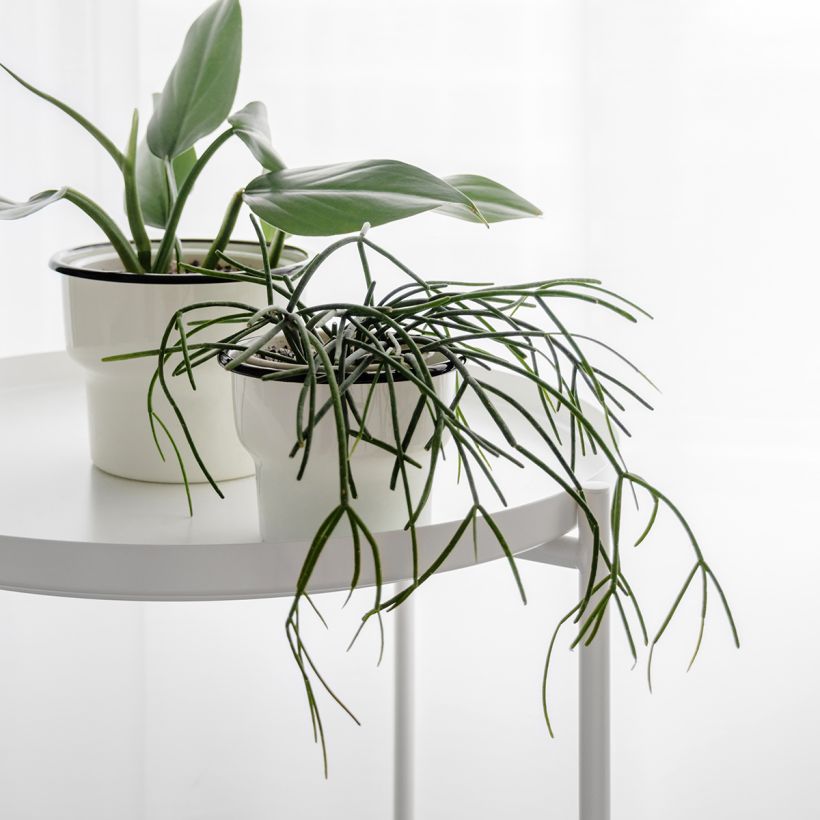 Rhipsalis cassutha - Cactus (Porte)
