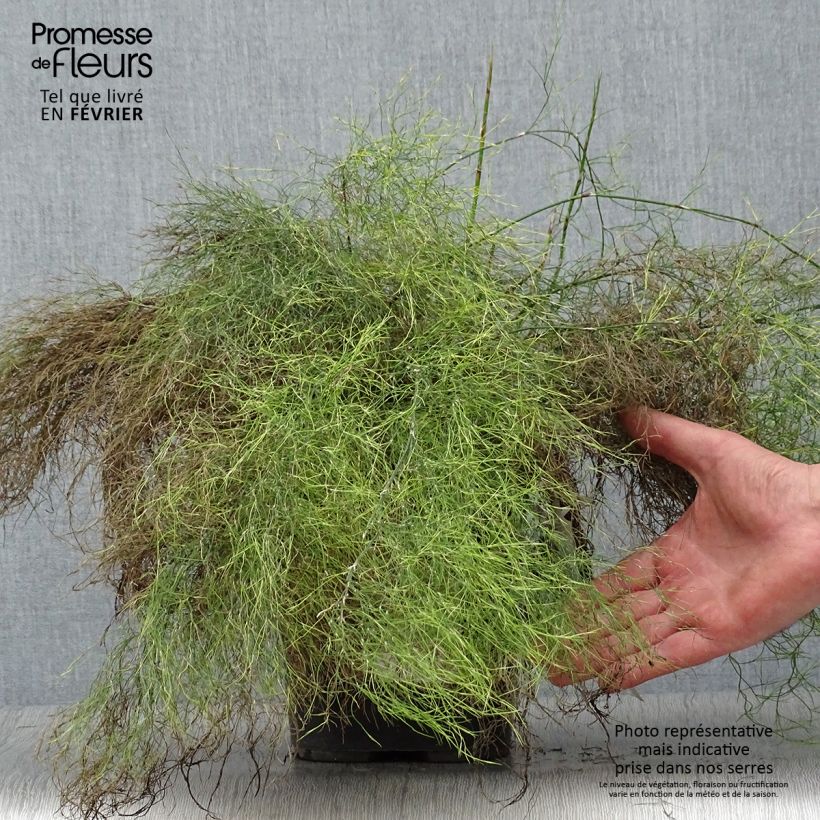 Rhodocoma gigantea Maceta 2L/3L Ejemplar entregado en invierno