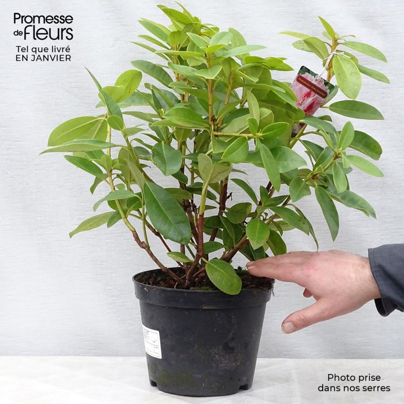 Rhododendron Albert Schweitzer Maceta 4L/5L Ejemplar entregado en invierno