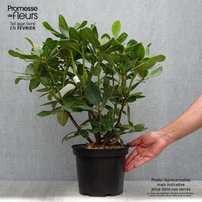 Ejemplar de Rhododendron Anna Rose Whitney Maceta 4L/5L entregado en otoño