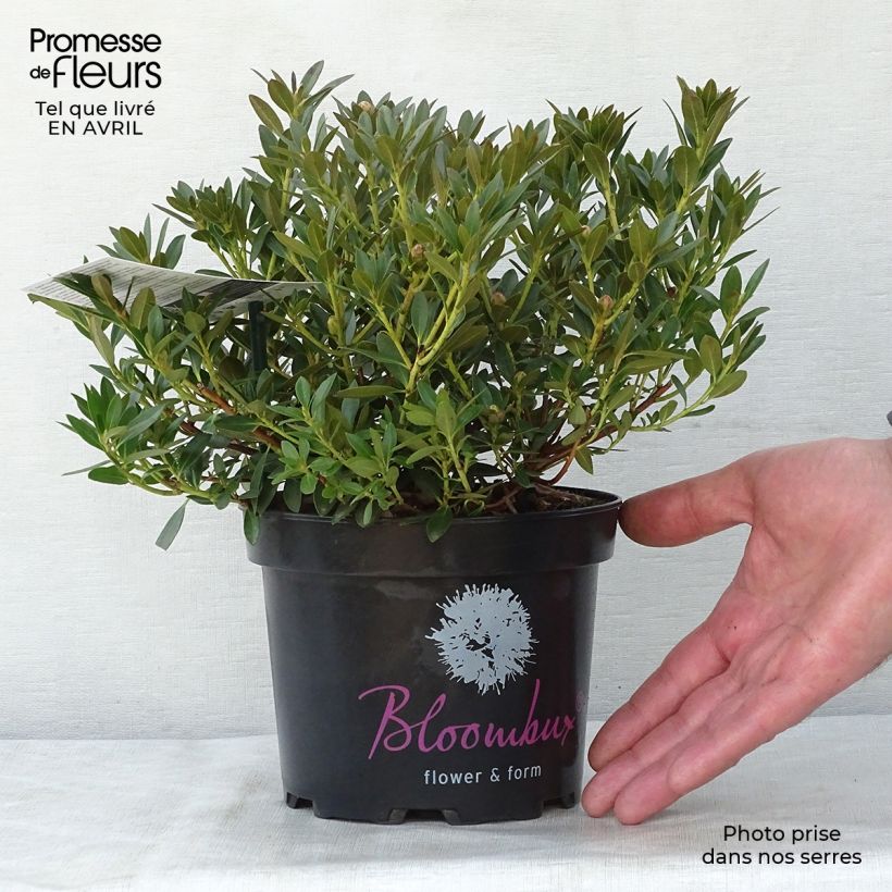 Rhododendron INKARHO Bloombux Maceta 2L/3L Ejemplar entregado en la primavera