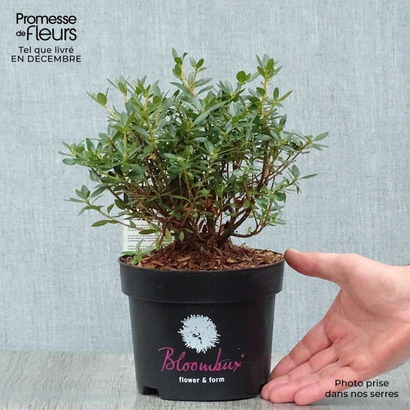 Rhododendron INKARHO Bloombux Maceta 2L/3L Ejemplar entregado en invierno
