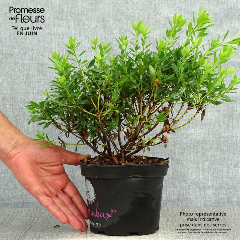 Ejemplar de Rhododendron INKARHO Bloombux Maceta 2L/3L entregado en verano