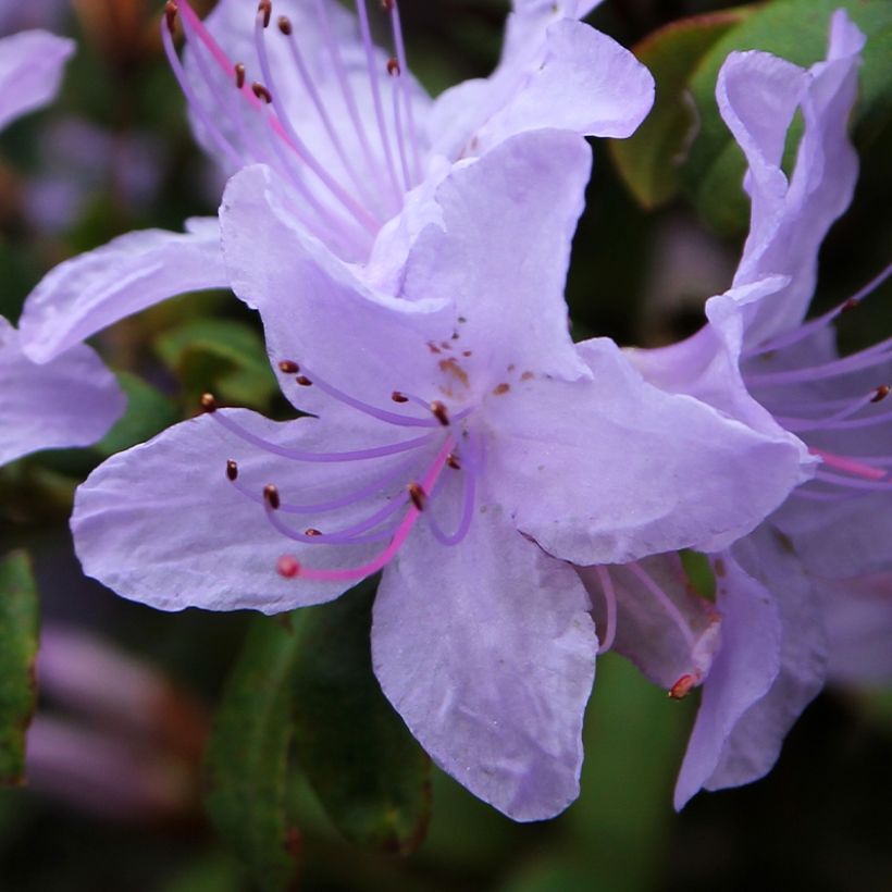 Rhododendron Blue Tit (Floración)