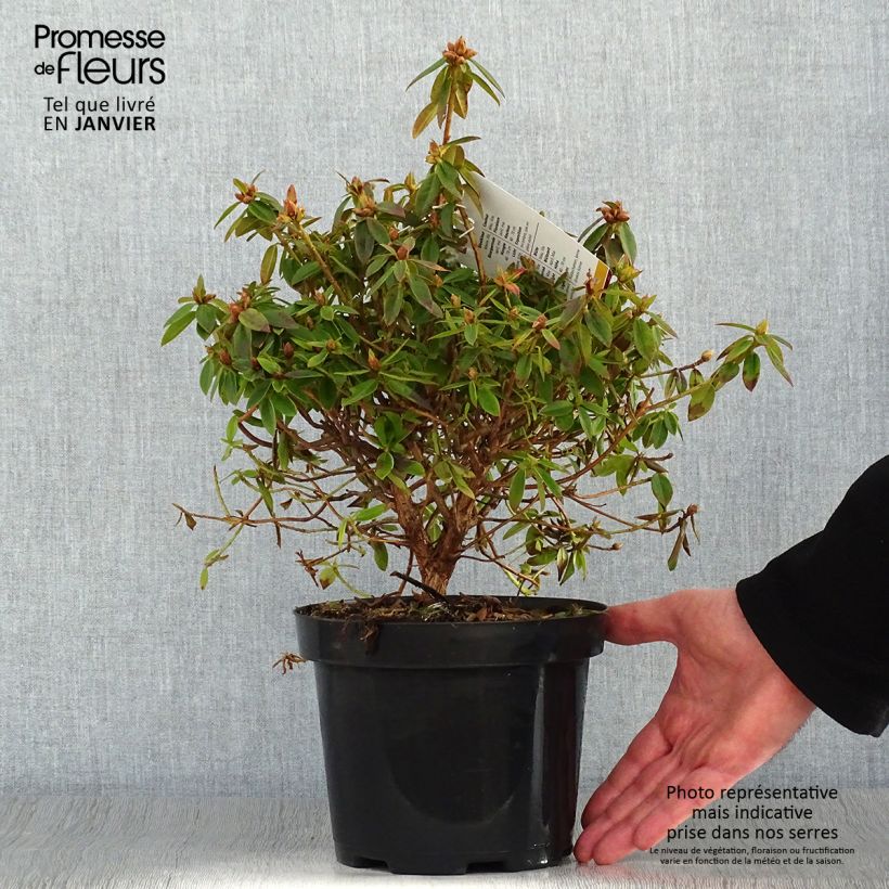 Rhododendron Blue Tit Maceta 2L/3L Ejemplar entregado en invierno