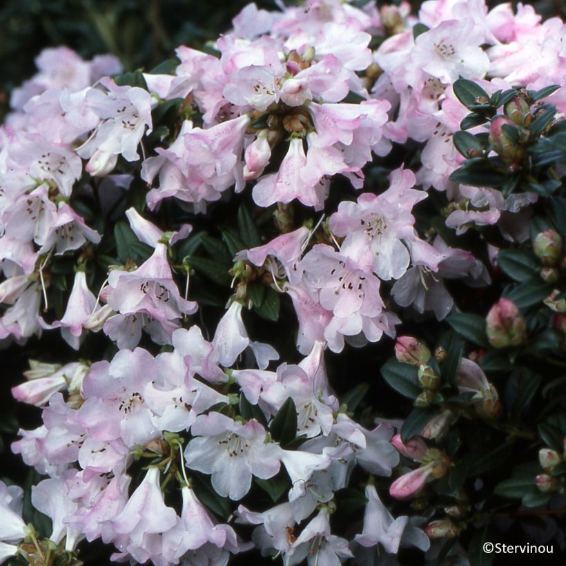 Rhododendron Cilpinense  (Porte)