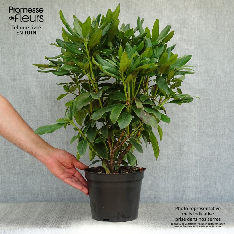 Ejemplar de Rhododendron Cunningham's White Maceta 4L/5L entregado en verano