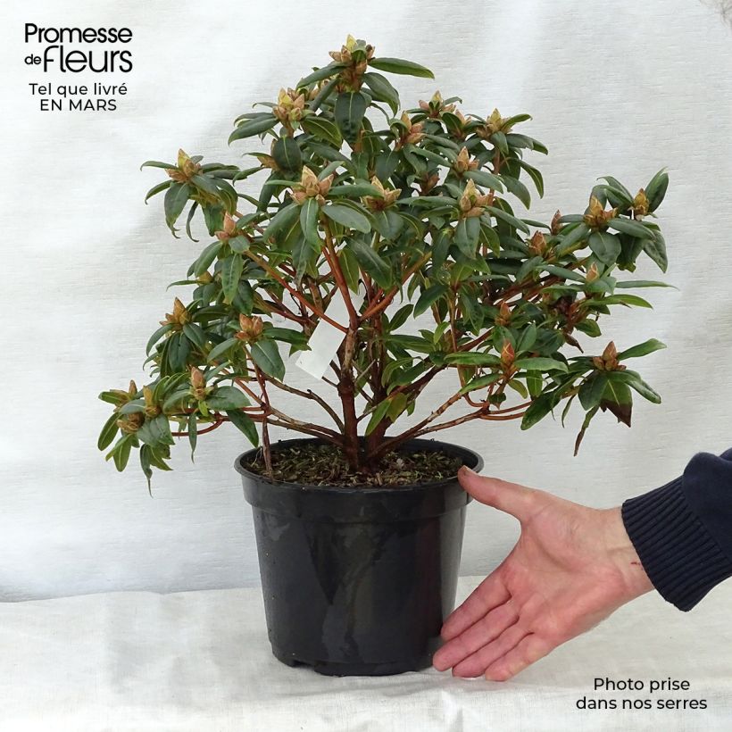 Rhododendron Dora Amateis Maceta 3L/4L Ejemplar entregado en la primavera