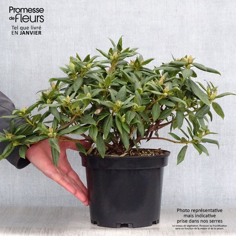 Rhododendron Dora Amateis Maceta 3L/4L Ejemplar entregado en invierno
